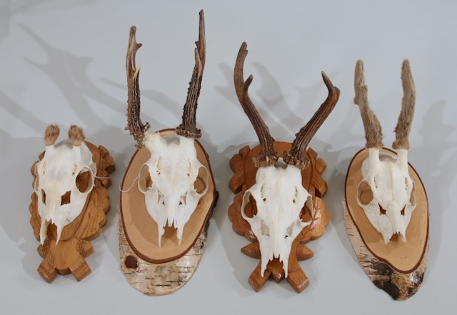 Konvolut Jagdtrophäen