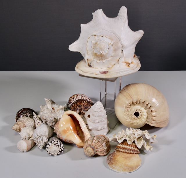 Konvolut Meeres-Muscheln